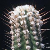 Copiapoa bridgesii ©JLcoll.737.jpg